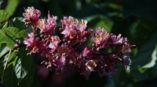 Edelkastanienblüte rot