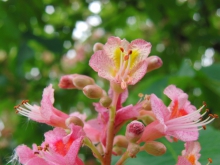 Kastanienblüte rot