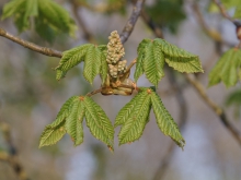 Knospen der Kastanienblüte