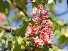 Roßkastanienblüte in rot