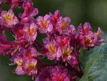 Rote Roßkastanienblüten