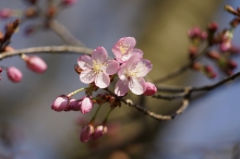 Die Kirschblüten kommen