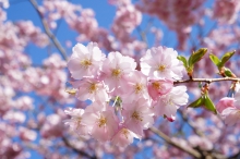 Gefüllte rosa Kirschblüten