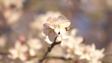 Hervorragende Blüten