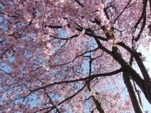 Kirschbaum in Blüte