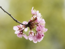 Kirschblüten Dolde
