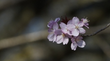Kirschblüten im Halbschatten