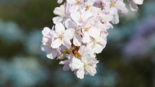 Kirschblüten in weis
