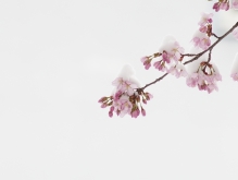 Kirschblüten mit Schneemütze