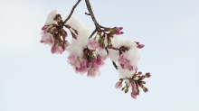 Kirschblüten unter Schneehäupchen