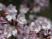 Nektarbar Kirschblüten