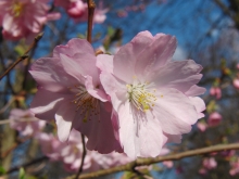 Rosa Kirschblüten 2