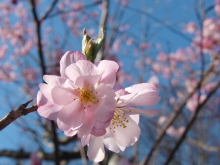 Rosa Kirschblüten 3