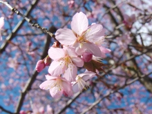 Rosa Kirschblüten 6
