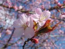 Rosa Kirschblüten 8