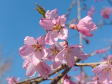 Rosa Kirschblüten 9