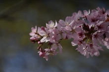 Rosa Kirschblütenpracht