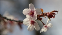 Zarte Kirschblüten