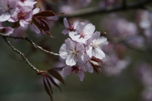 Zierkirschblüten