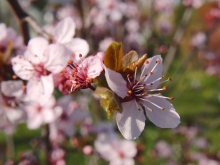 Zierkirschenblüte und welke