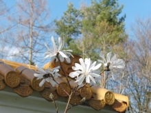 Magnolie am Glücksgarten