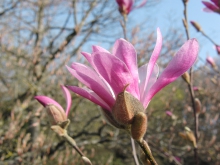 Magnolienblüte