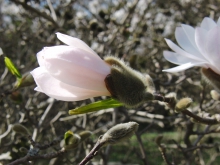 Weiße Magnolie am Aufblühen