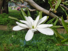 Magnolienblüte im Park