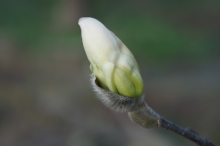 Magnolienknospe 1