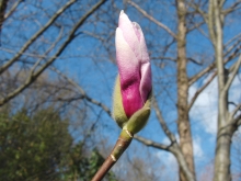 Magnolienknospe 2