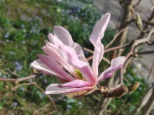 Magnolien