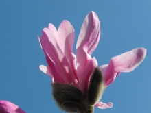 Rosa Magnolie vor blauen Himmel