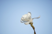 Weiße Magnolie