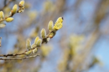 Weidenkätzen-Blüte