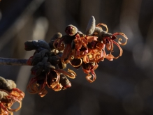 Erste Zaubernussblüten