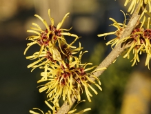 Gelbe Zaubernuss Blüten