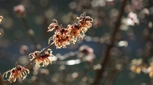 Busch & Baumblüten