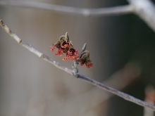 Kleine rote Zaubernussblüte