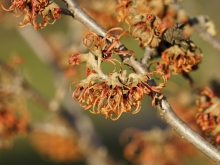 Schöne Zaubernussblüte