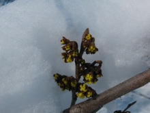 Zaubernuss im Schnee