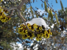 Zaubernuss mit Schneehäubchen