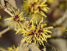 Zaubernussblüte mit Fliege