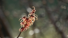 Zaubernussblüten im Gegenlicht