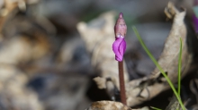 Alpenveilchen
