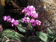 Alpenveilchen im Garten