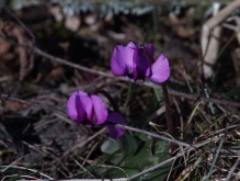 Duo wilder Alphenveichen