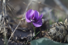 Frühlingsgrüße aus dem Unterholz