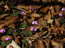 Kleine Alpenveilchen 