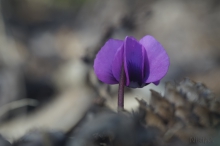 Kleine Frühlingsbotin 