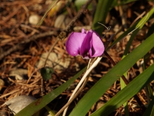 Kleines Alpenveilchen